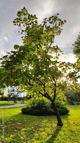 tree in the park