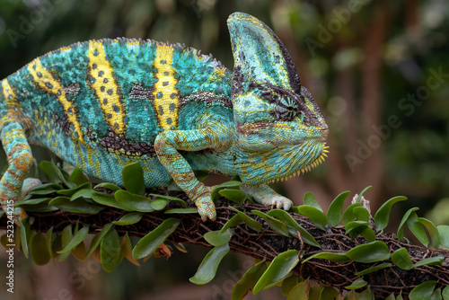 Head close up of an angry veiled chameleon