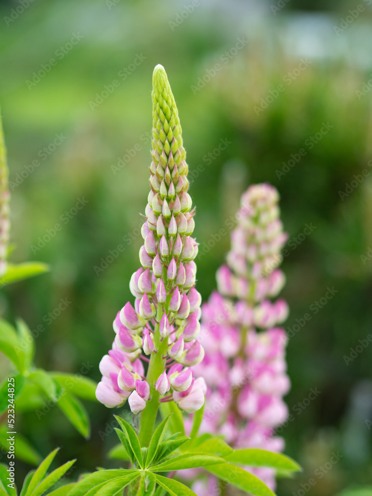 Obraz premium Fresh delicate bud of pink lupinus in the morning