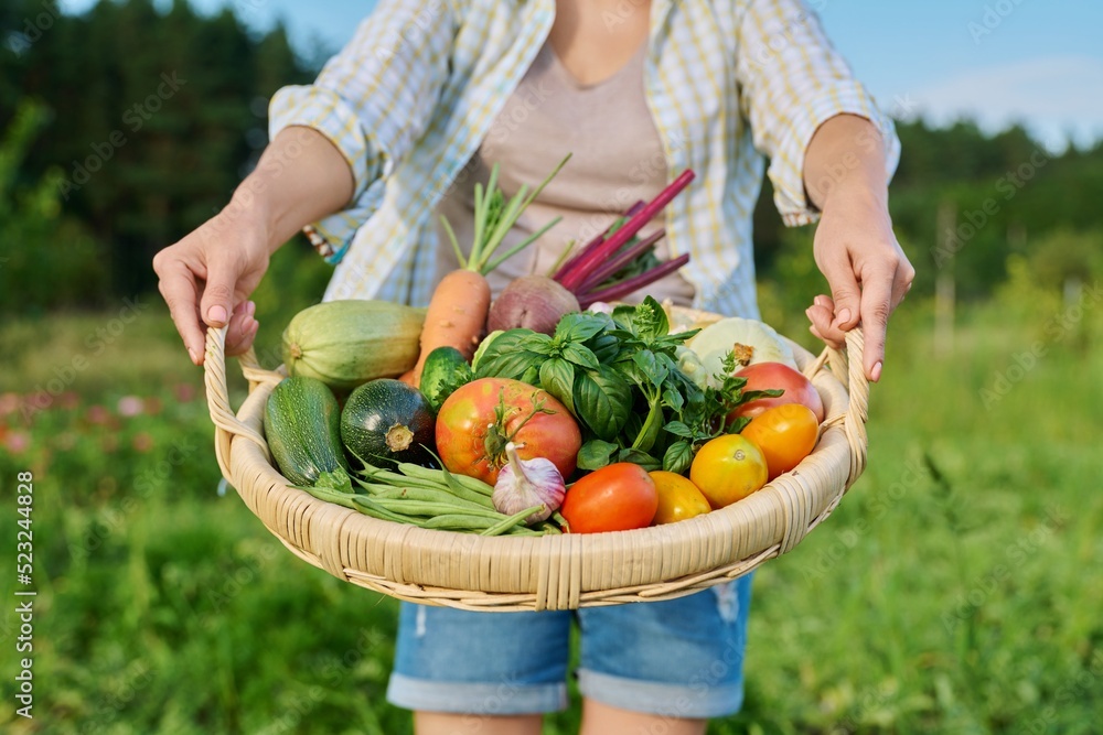 Fototapeta premium Close up basket of fresh raw organic vegetables in farmer hands