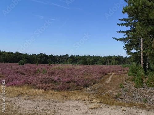 Heather fields in the Staatsbossen in Sint Anthonis are blooming again.