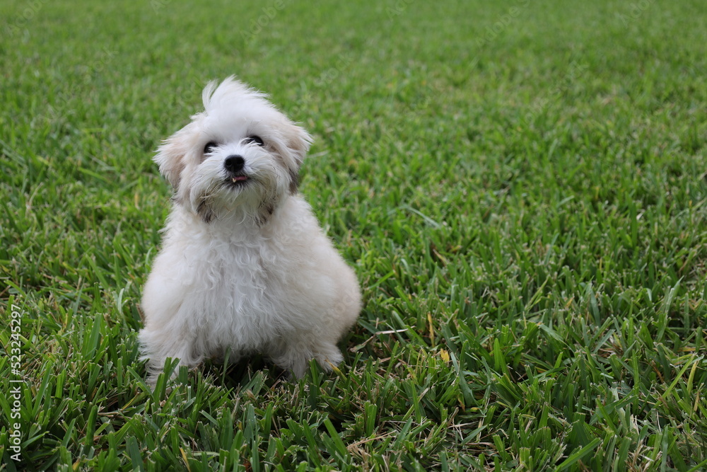 white puppy in grass