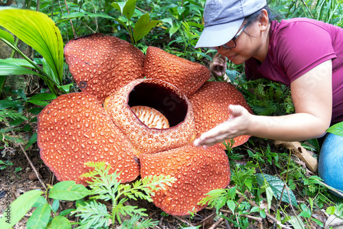 Woman looking at big Rafflesia keithii flower in the jungle of Borneo photo