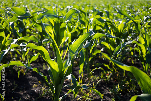 Corn in the field close-up, fodder corn for livestock.