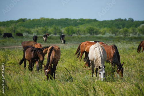 Herd horses and herd of cows background graze in meadow.