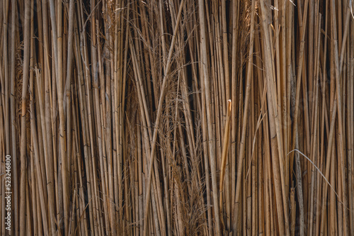 abstract dry reed texture 