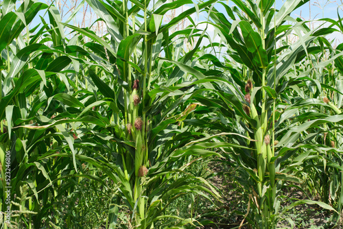 Corn cob background green leaves in cornfield.