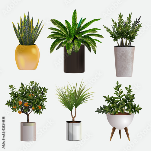 Set of vector realistic detailed house or office plant for interior design and decoration.Tropical and Mediterranean plant for interior decor of home or office
