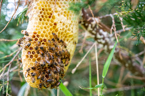 Honey bee hive being constructed on a tree branch in the wild. 