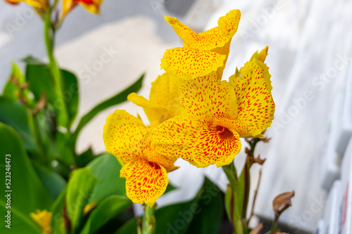 Canna Lily, Canna indica yellow flower blooming with many colors. Indian Canna flower in selective focus.Sierra Leone arrowroot, canna, cannaceae, lily, Flowers at the park, nature background photo