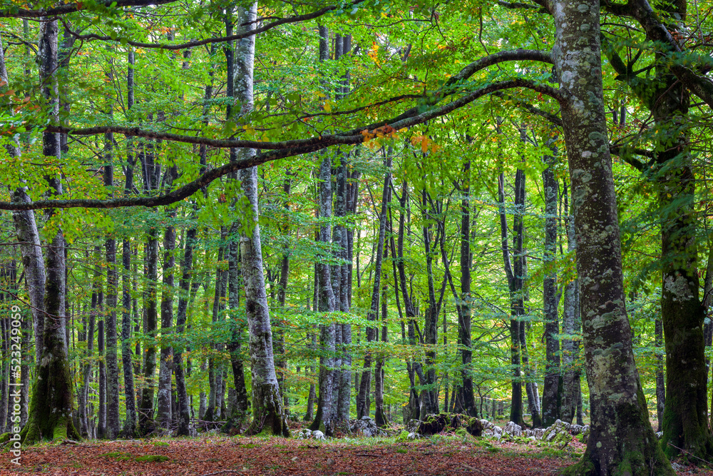 Fototapeta premium forest in autumn