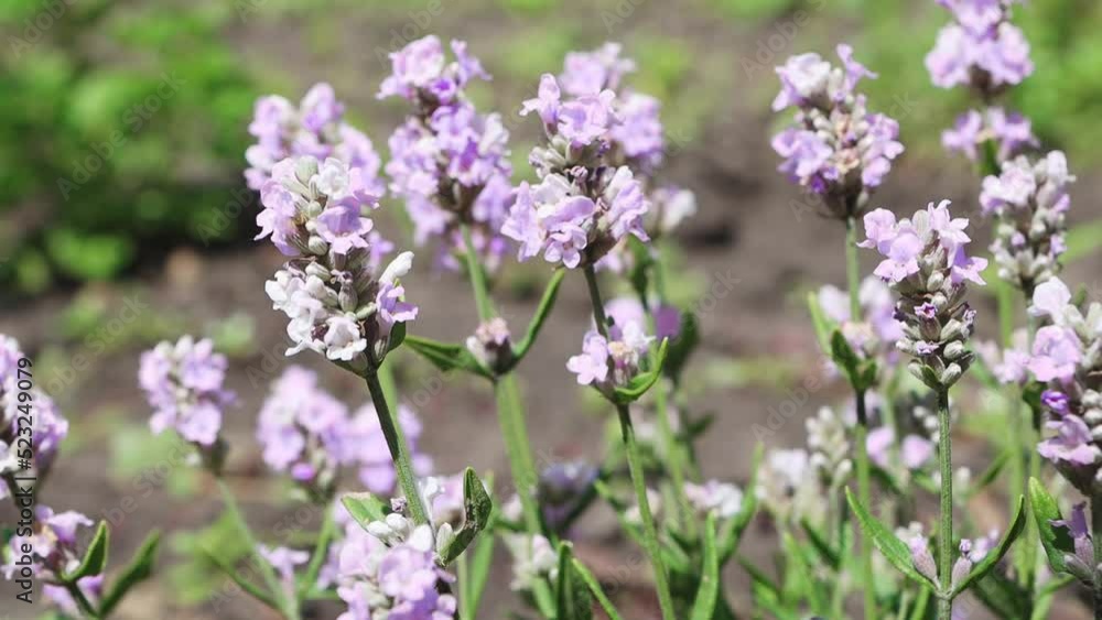 Bush of light lilac lavender with beautiful flowers close-up. Flowering plant in an open field. Bush of light lilac lavender with beautiful flowers close-up. Flowering plant in an open field.