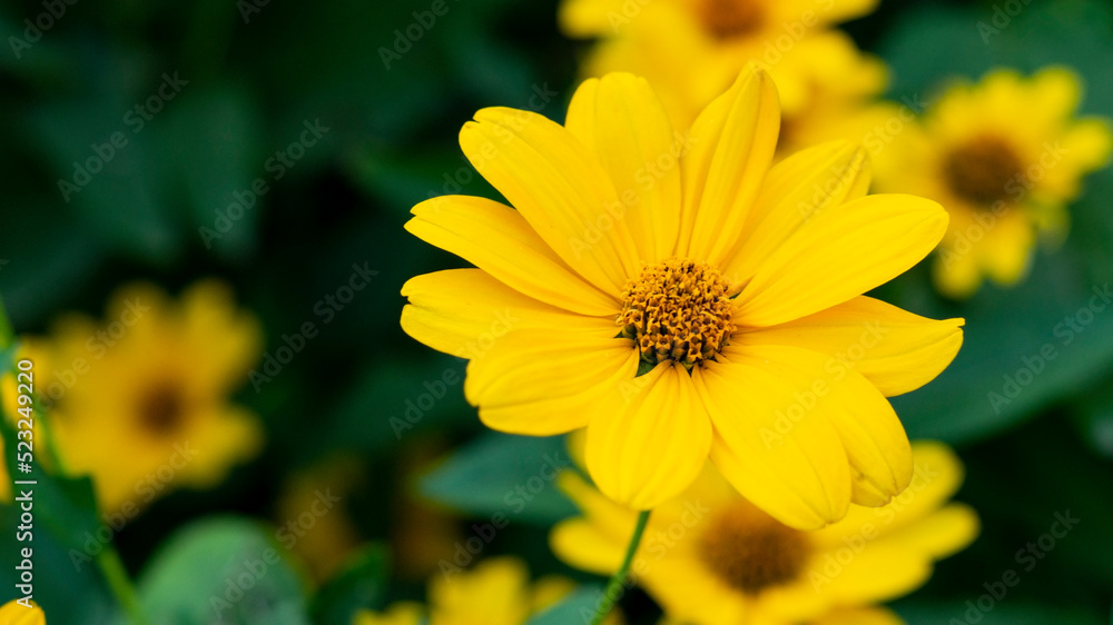 Yellow beautiful flower in the garden Yellow beautiful flower in the garden