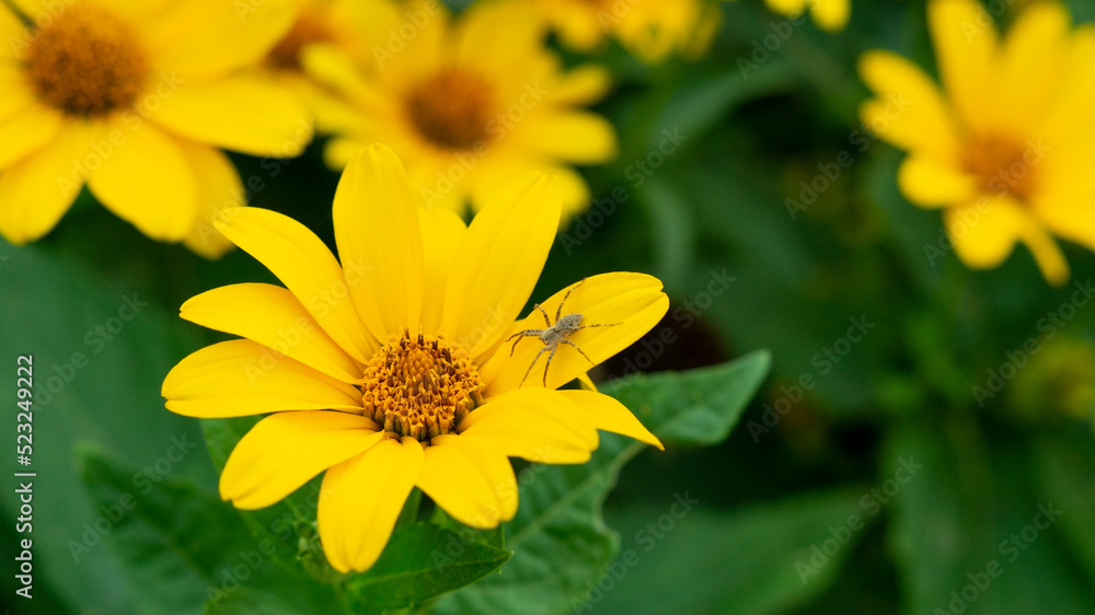 Yellow beautiful flower in the garden Yellow beautiful flower in the garden
