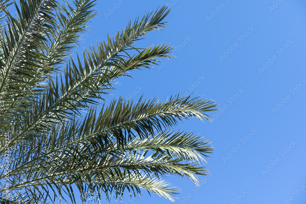 Palm trees against blue sky Palm trees against blue sky