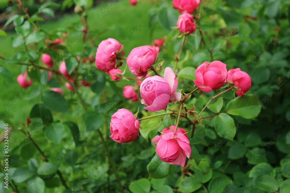Pink rose bush in Helsinki Botanical Garden Pink rose bush in Helsinki Botanical Garden