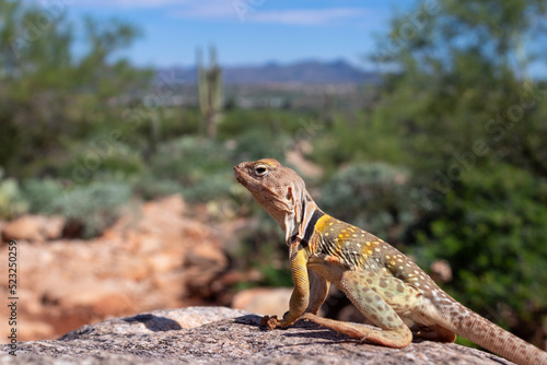 An Eastern collared lizard  Crotaphytus collaris  basking in the sun in the Sonoran Desert at the base of the Catalina Mountains. A beautiful reptile with colorful markings. Oro Valley  Arizona  USA.