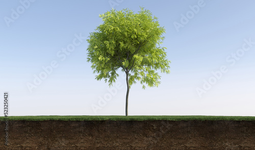 Deciduous tree and soil cut under it. Isolated garden element  3D illustration  cg render