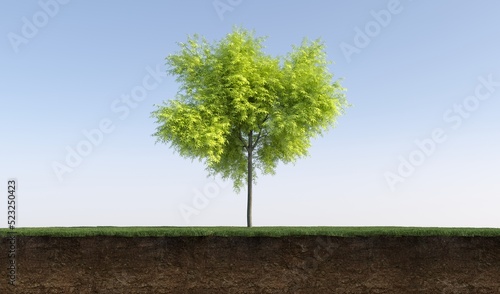 Deciduous tree and soil cut under it. Isolated garden element  3D illustration  cg render