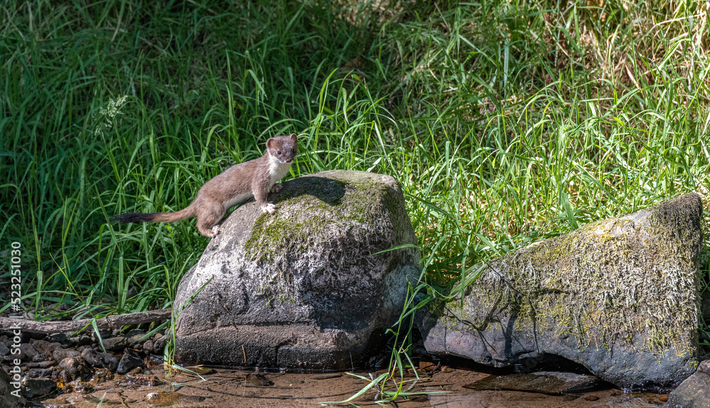 Stoat hunting for food on the banks of the river Kale in the Scottish Borders Stoat hunting for food on the banks of the river Kale in the Scottish Borders