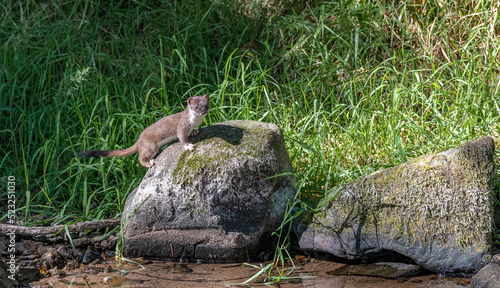 Stoat hunting for food on the banks of the river Kale in the Scottish Borders
