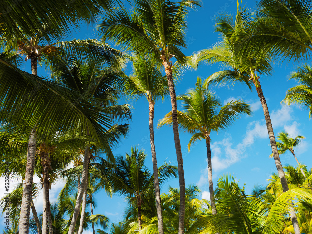 Fototapeta premium Palm branches against the sky. Dense palm thickets. Tropical island, warm climate