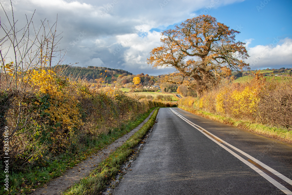 Fototapeta premium Country road in the autumn.