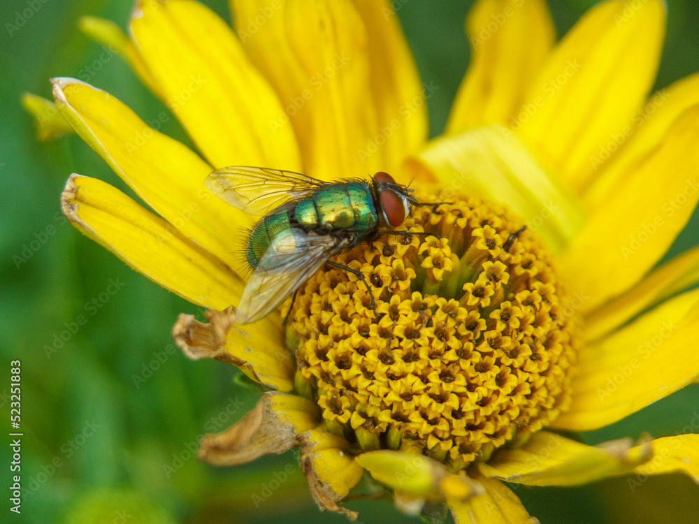 mucha Stock Photo Adobe Stock