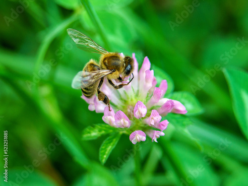 pszczoła © Henryk Olszewski