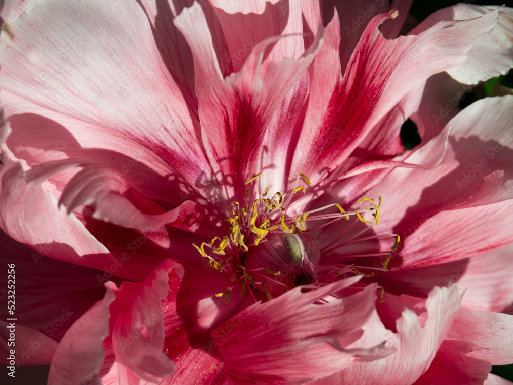 Macro bud of pink peone with yellow pistils and stamens Macro bud of pink peone with yellow pistils and stamens