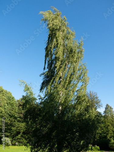 Tall slim bent green weeping birch with sky background