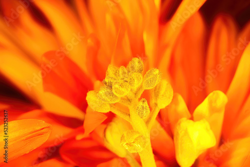 Extreme Up-Close to A Flowers Stamen