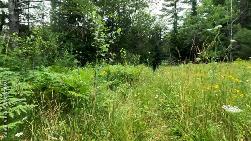 Point of View from a mountain bike riding in through a single track pathway through a meadow and forested area. Slow-motion slightly rocky point of view as bicycle moves over bumps. Point of View from a mountain bike riding in through a single track pathway through a meadow and forested area. Slow-motion slightly rocky point of view as bicycle moves over bumps.