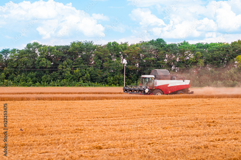 Fototapeta premium The harvester works on an agricultural field harvests wheat on a sunny day