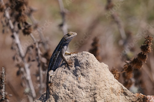 Сalifornia dragon. Western fence lizard (Sceloporus occidentalis) is a common North American lizard.  © Станислав Тибатин