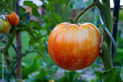 a red giant tomato on a bush