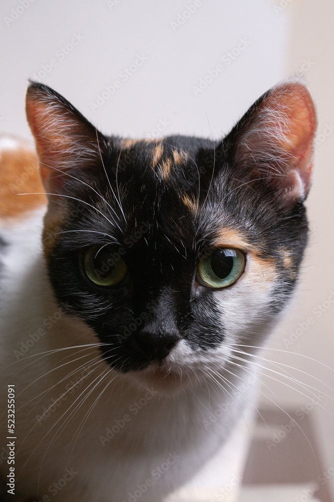 Portrait of a beautiful tricolor cat, close-up