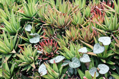 Haworthia angustifolia succulent plant photo