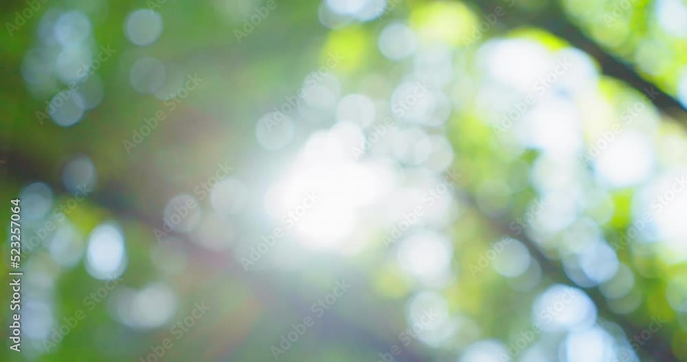 Green bokeh in the garden. Lens flare in the forest. Bright spring sunbeams shine on leaves of tree. Scenic shot of sun rays peering through the branches and shining down. Green bokeh in the garden. Lens flare in the forest. Bright spring sunbeams shine on leaves of tree. Scenic shot of sun rays peering through the branches and shining down.