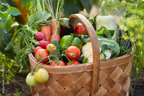 Basket with harvest of vegetables from local farmer or greenhouse. Ripe tomatoes, eggplants, carrots, cauliflowers, peppers, squashes, radishes, cucumbers