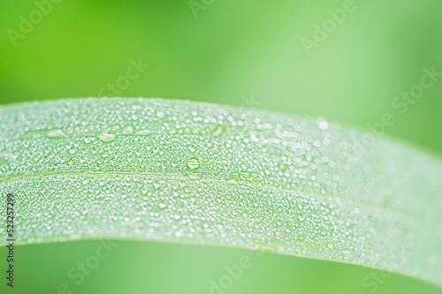 Green grass macro photo with dew drops on it. Macro nature.