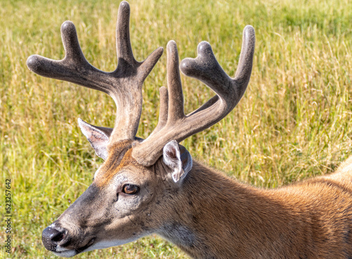 Deer in the wood