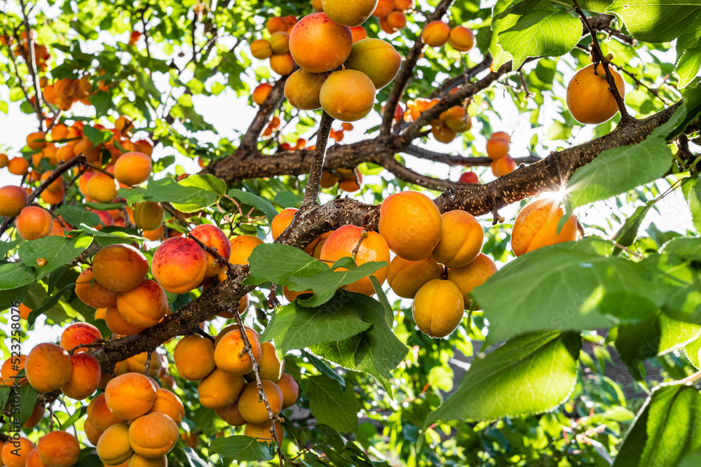 Ripe apricots on the tree, close-up, selective focus Ripe apricots on the tree, close-up, selective focus