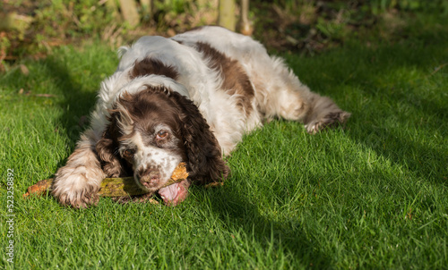Dog, a springer spaniel, lying down in the garden with a stick photo