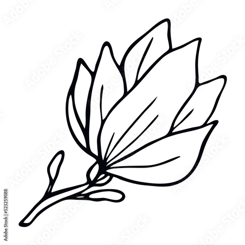 Magnolia flower iisolated on white background. Hand drawn vector illustration for wedding invitations, greeting cards and witchcraft.