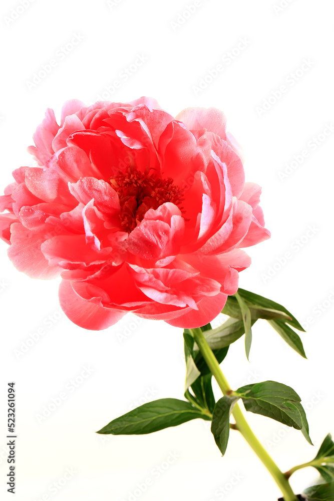 Pink peony isolated on a white background