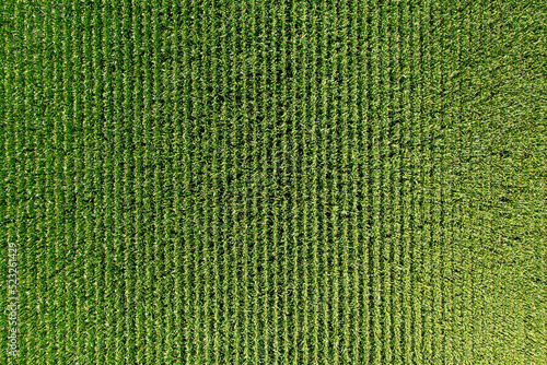 Corn green field from a great height