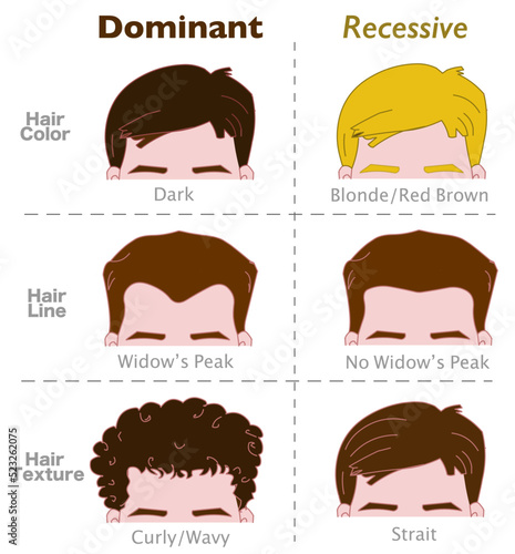 Dominant recessive genes. Hair traits, alleles. Genetic, dominance. Human head, color, dark, brunette, brown, blonde. Line, widow 's peak. Texture wavy, curly, strait. Hairstyle. Illustration vector