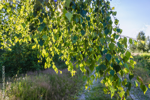 Birch tree in Wegrow County in Mazowsze region of Poland