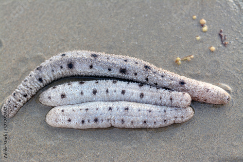 Sea cucumbers on the shallow sea floor on the beach,  echinoderms from the class Holothuroidea,  marine animals with a leathery skin and an elongated body, they break down detritus and other organic photo